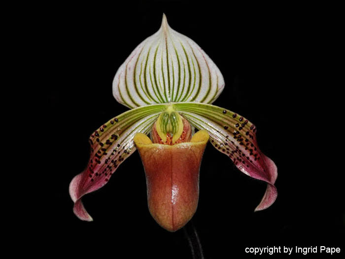 Paphiopedilum_urbanianum