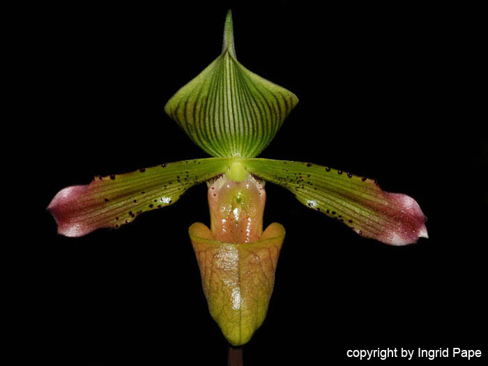Paphiopedilum_virens