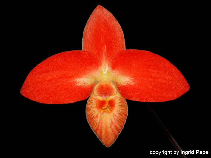 Phragmipedium_besseae