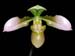 Paphiopedilum_amabile