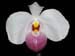 Paphiopedilum_delenatii