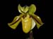 Paphiopedilum_druryi