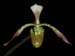 Paphiopedilum_haynaldianum