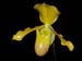 Paphiopedilum_helenae_x_primulinum
