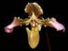 Paphiopedilum_hirsutissimum_var_chiuwarnum
