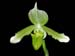 Paphiopedilum_javanicum_alba