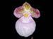Paphiopedilum_micranthum