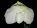 Paphiopedilum_niveum_alba