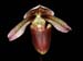 Paphiopedilum_superbiens