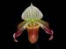 Paphiopedilum_urbanianum