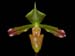 Paphiopedilum_virens