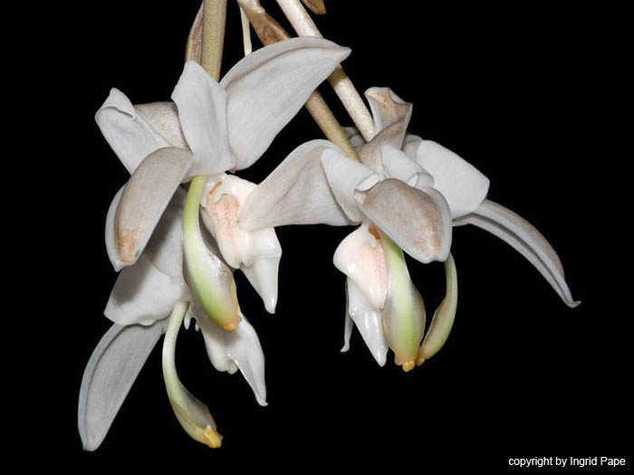 Stanhopea