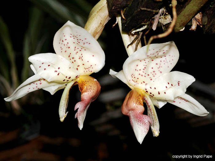 Stanhopea_horichiana