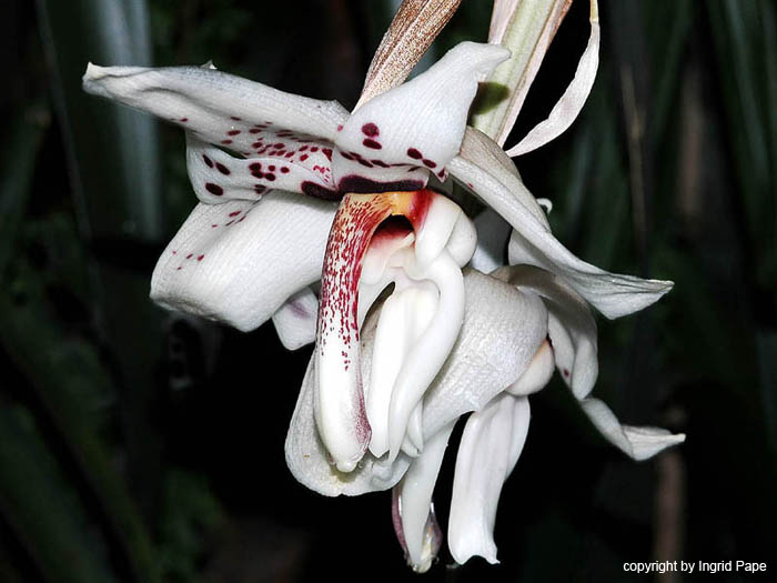 Stanhopea_martiana_Mexiko