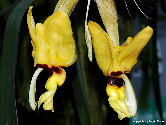 Stanhopea_novogaliciana