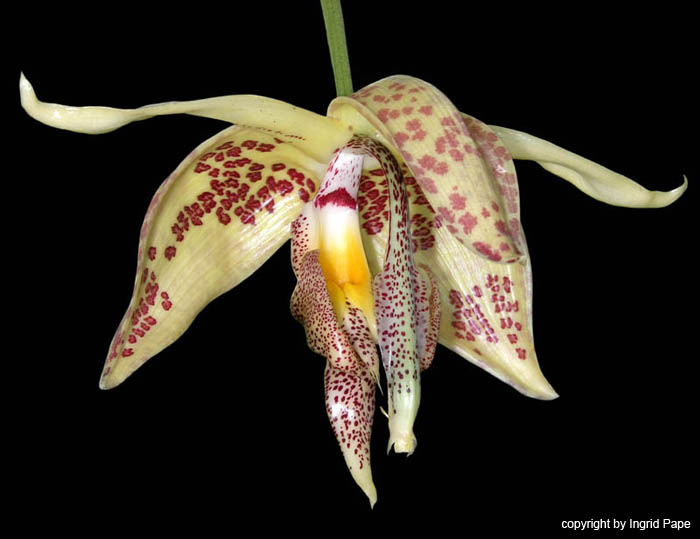embreea_herrenhusana