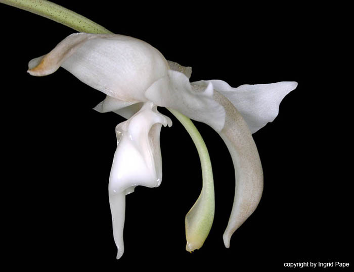 stanhopea_candida