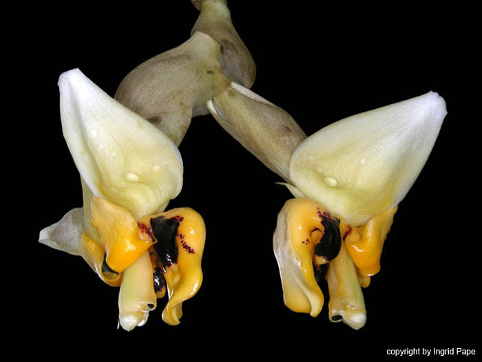 stanhopea_cirrhata