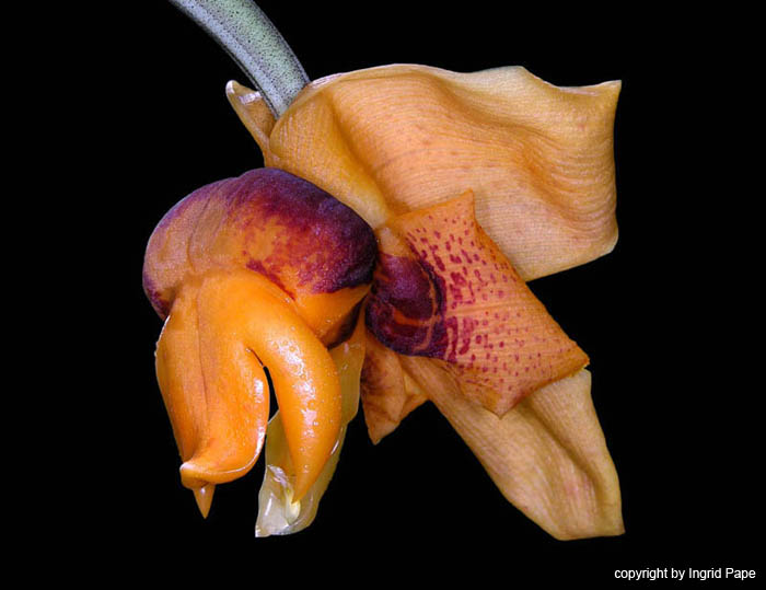 stanhopea_connata2
