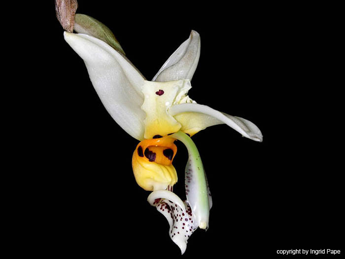 stanhopea_embreei