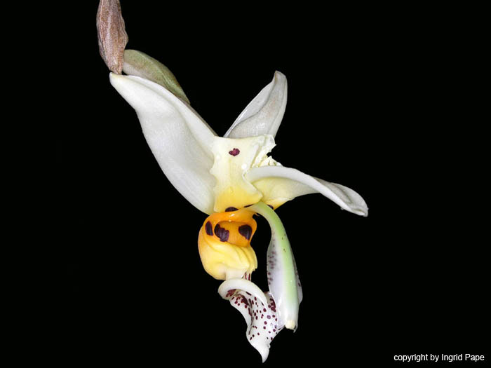 stanhopea_embreei_berggarten_ekuador3