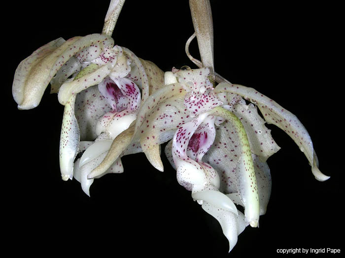 stanhopea_florida