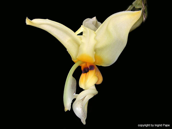 stanhopea_lietzei_var_aurata