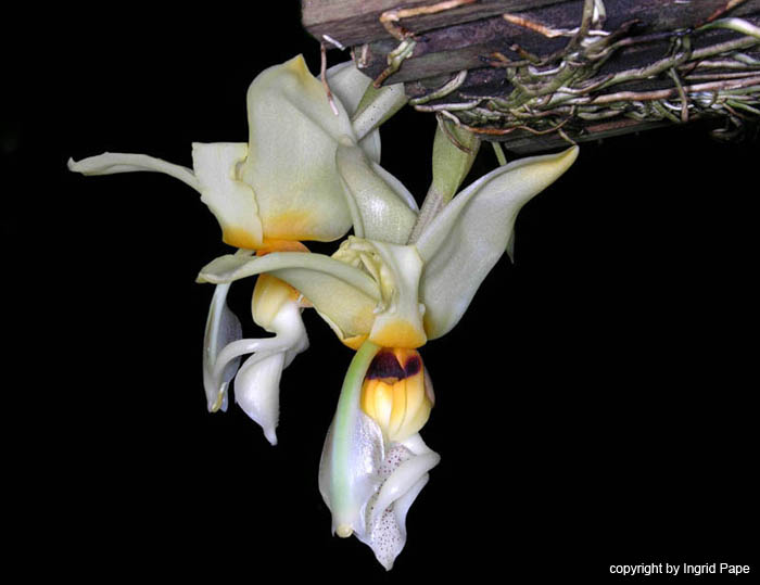 stanhopea_lietzei_var_aurata2