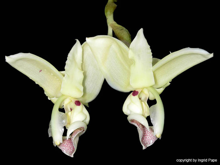 stanhopea_litzei
