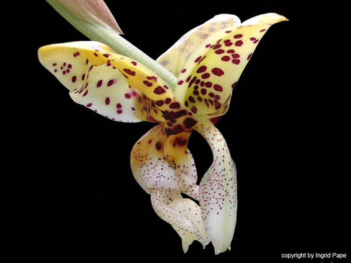 stanhopea_maculosa