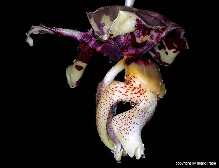 stanhopea_nigroviolacea3