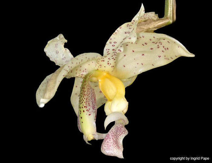 stanhopea_panamensis2