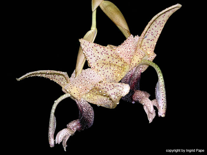 stanhopea_platyceras