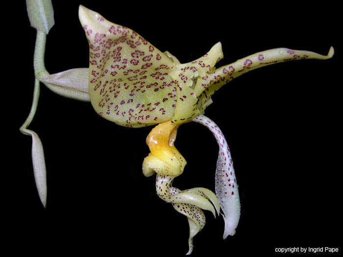 stanhopea_ruckeri