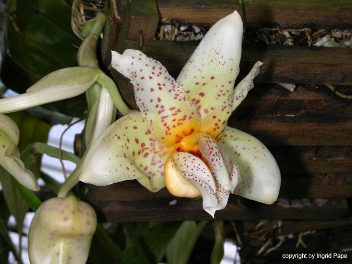 stanhopea_spec2