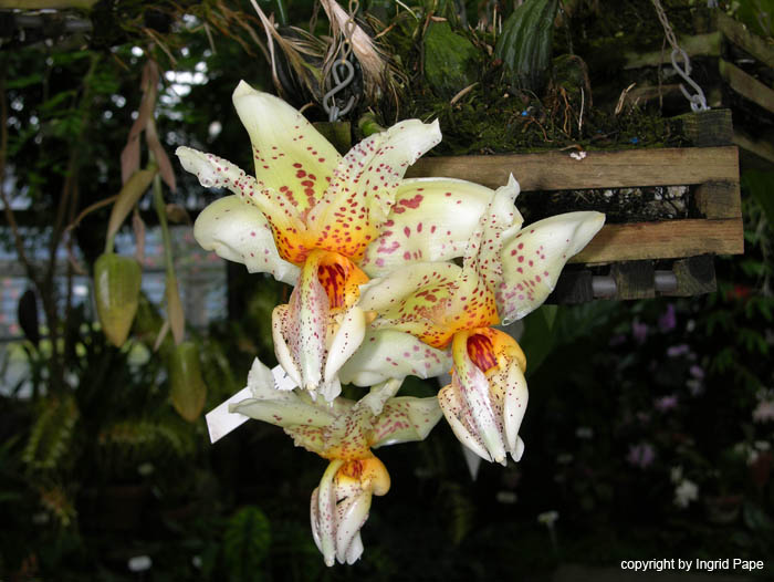 stanhopea_spec3