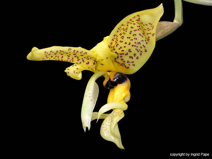 stanhopea_wardii