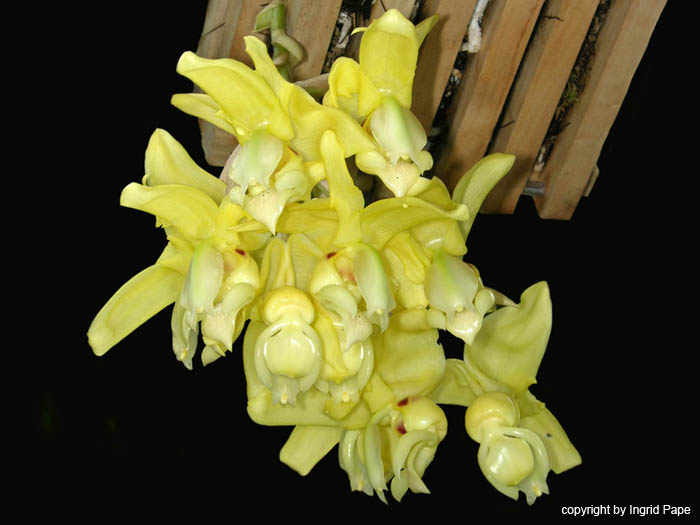stanhopea_warscewicziana