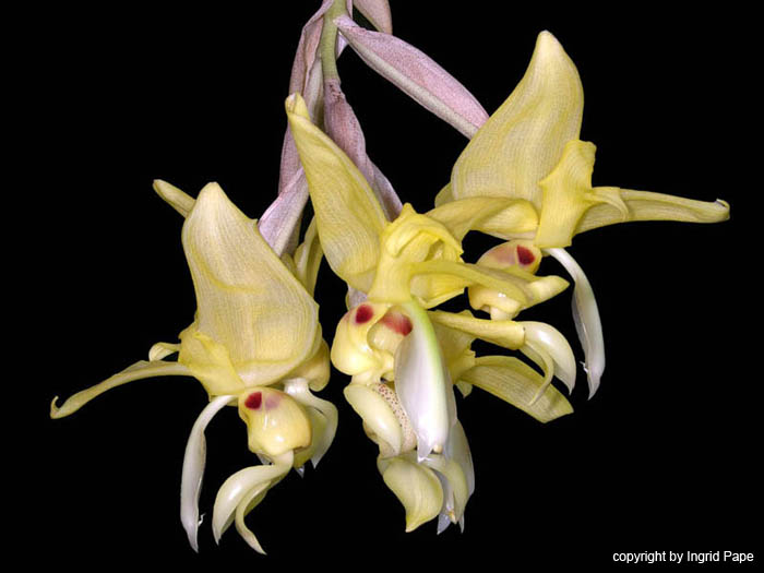 stanhopea_warzewicziana2