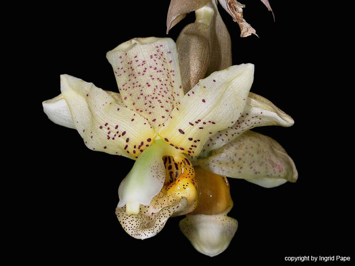 stanhopea_x_fowlieana_DSCN2554
