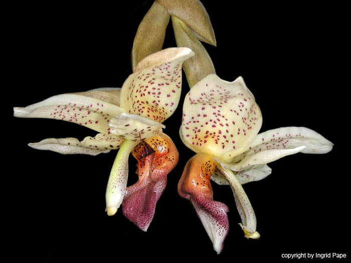 stanhopea_x_horichiana