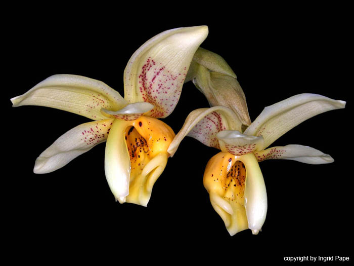 stanhopea_x_lawisae