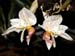 Stanhopea_horichiana