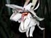 Stanhopea_martiana_Mexiko