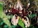 Stanhopea_nigroviolacea_Typ1-Mexiko