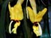 Stanhopea_novogaliciana