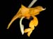 stanhopea_anfracta