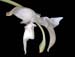 stanhopea_candida
