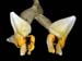 stanhopea_cirrhata