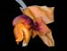 stanhopea_connata2